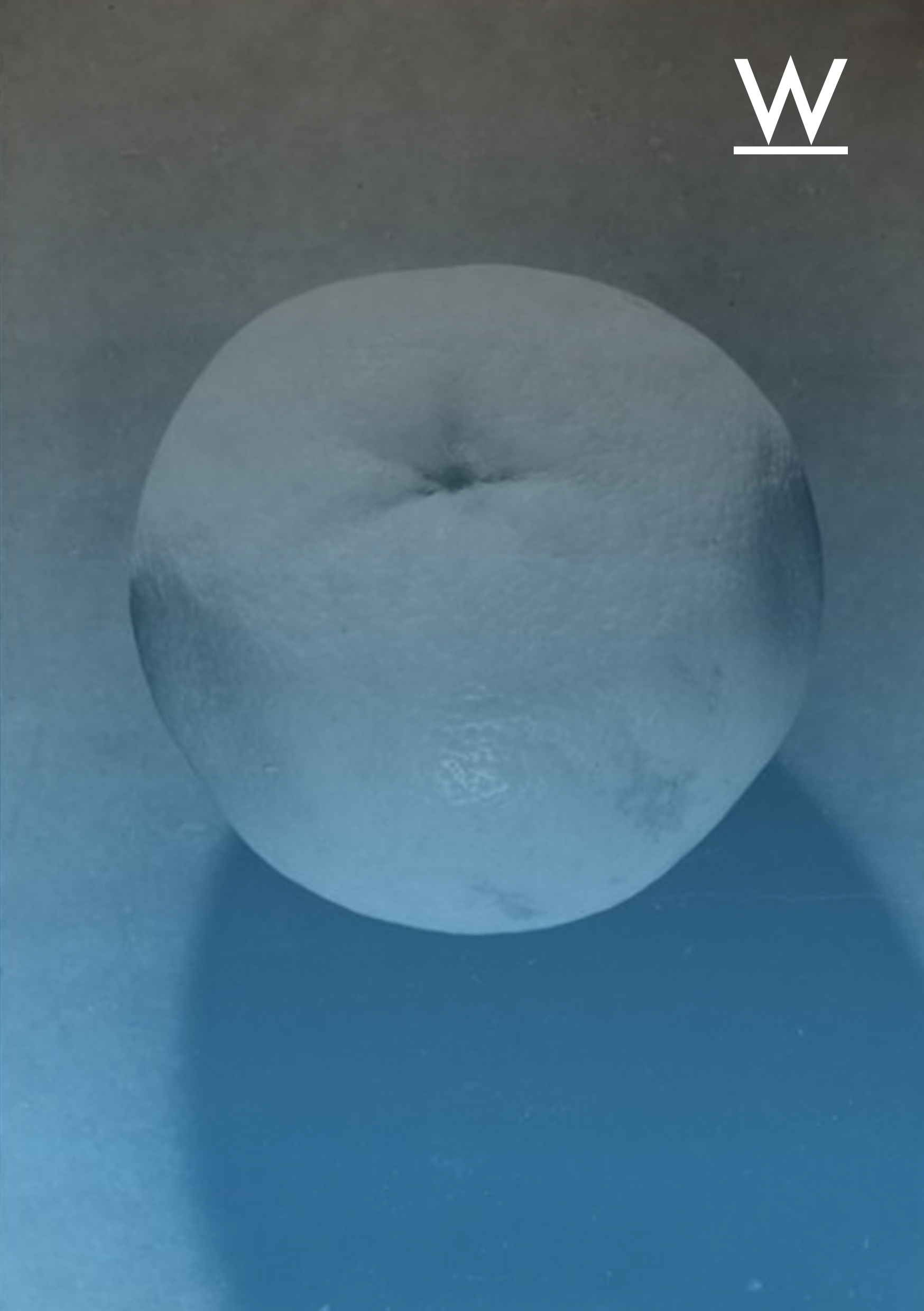 pamplemouse dégradé w blanc