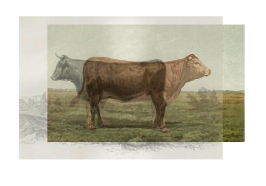 Céline Notheaux, De la montagne ô, collage numérique, 2021 _ l'invention de la Montbéliarde -