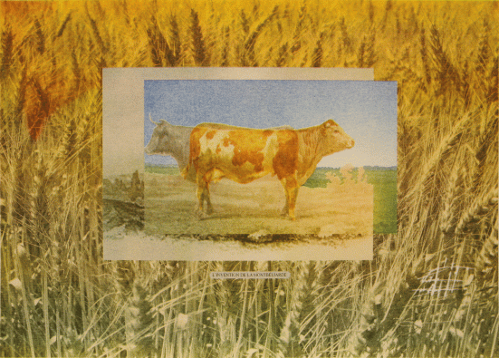 Celine-Notheaux---L'invention-de-la-Montbéliarde--2023